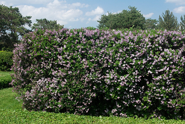 Orgován zamatový ´Miss Kim´