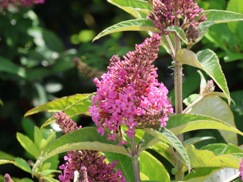 Budleja davidii ’Little Pink´ zakrslá