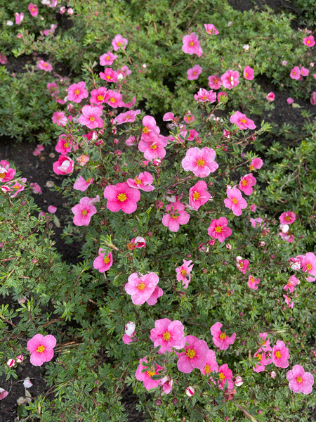 Nátržník krovitý ´Bella Rosa´