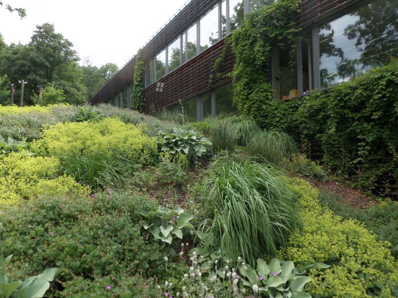 Brečtan popínavý Stena 180x120cm