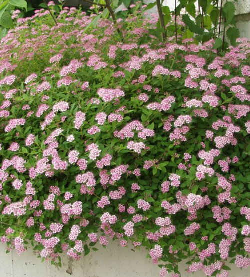 Tavoľník japonský ´Little Princess´ 2l