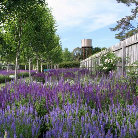 Šalvia  ’Blauhügel’