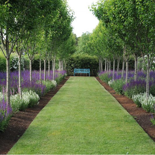 Šalvia  ’Blauhügel’