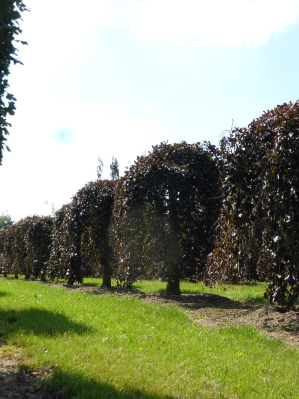 Buk lesný ´Purpurea Pendula´