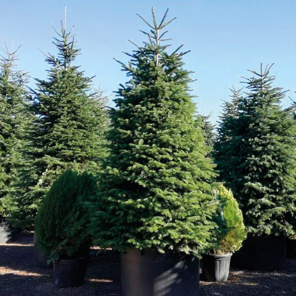 Jedľa normandská (kaukazská) 300+