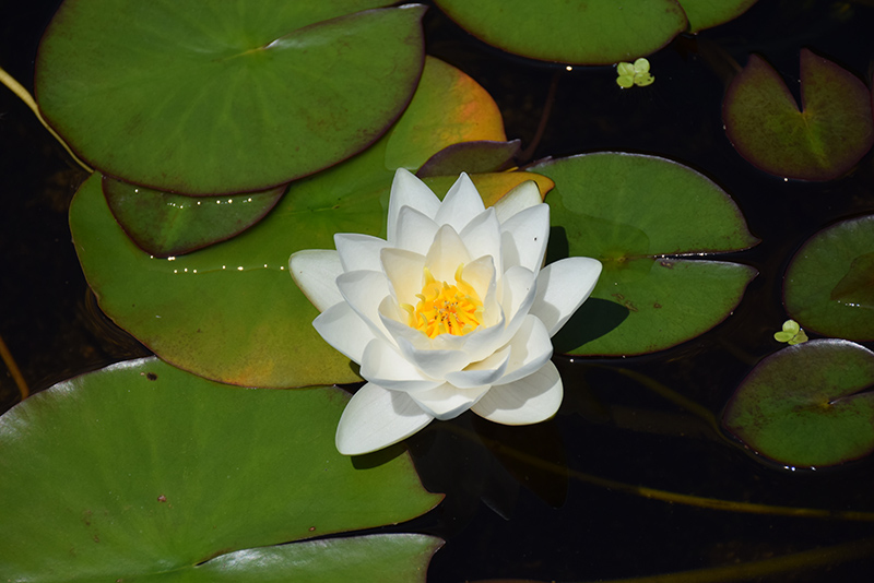 Lekno ´Virginalis´