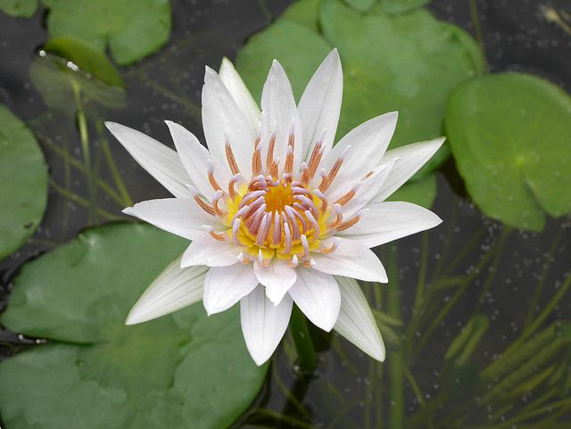 Lekno ´Alba Plenissima´