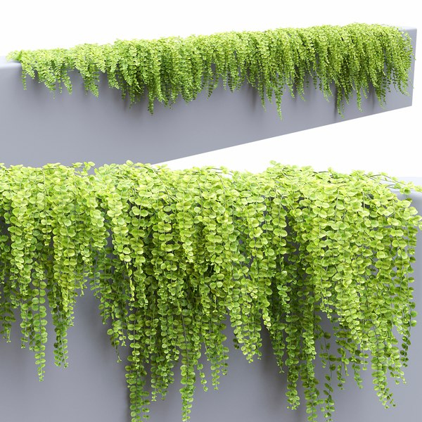 Čerkáč peniažtekový