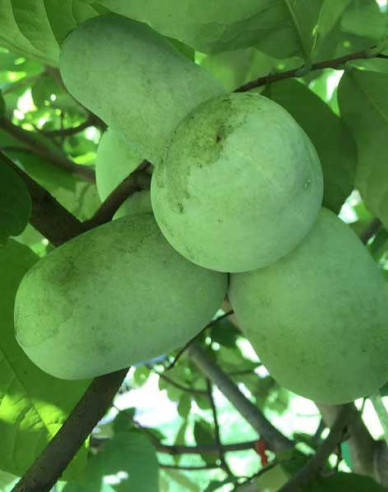Asimina trojlaločná  - Banán Severu