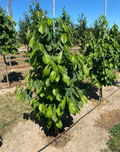 Asimina trojlaločná  - Banán Severu