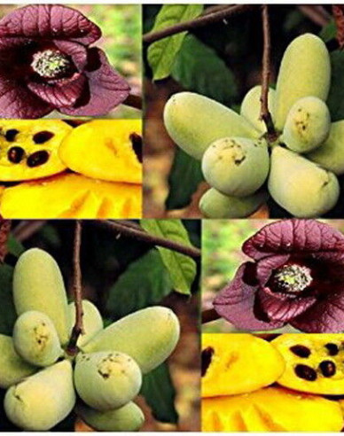 Asimina trojlaločná  - Banán Severu