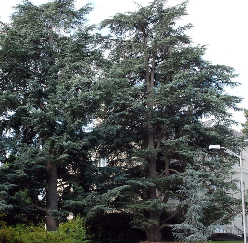 Céder atlantský ´Glauca´