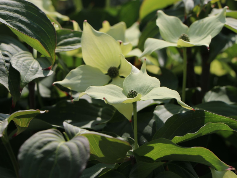 Drieň kousa Robert Select