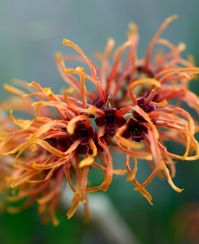 Hamamel prostredný ’Orange Beauty’