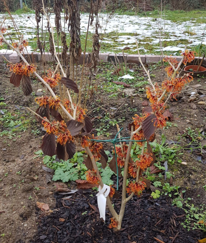 Hamamel prostredný ’Orange Beauty’