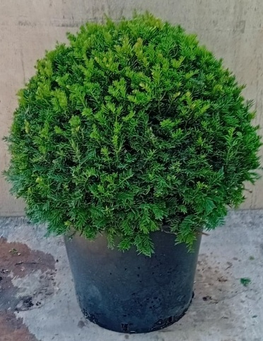 Tis obyčajný Ball - v tvare gule