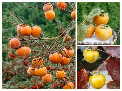 Hurmikaki ´Ragno´ na kmienku