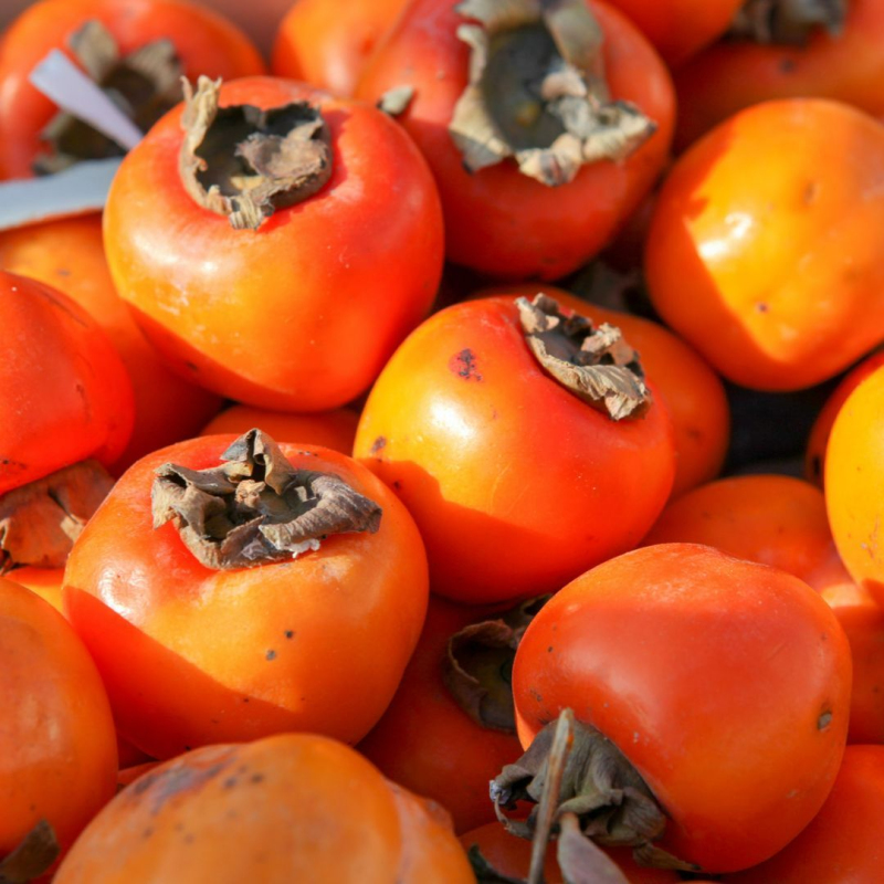 Hurmikaki ´Tipo´ na kmienku 9l