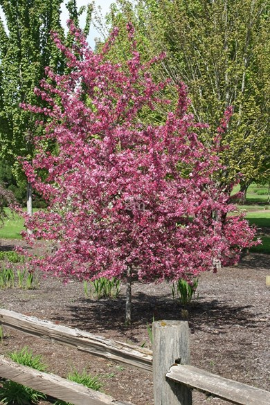 Jabloň okrasná ´Raindorps´