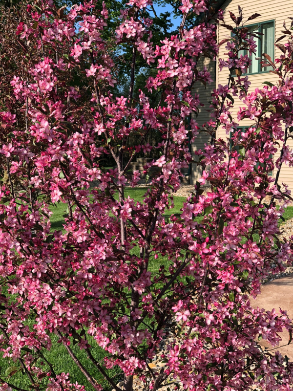 Jabloň okrasná ´Raindorps´