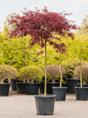 Javor dlaňovitolistý ´Garnet´ na kmienku 145cm