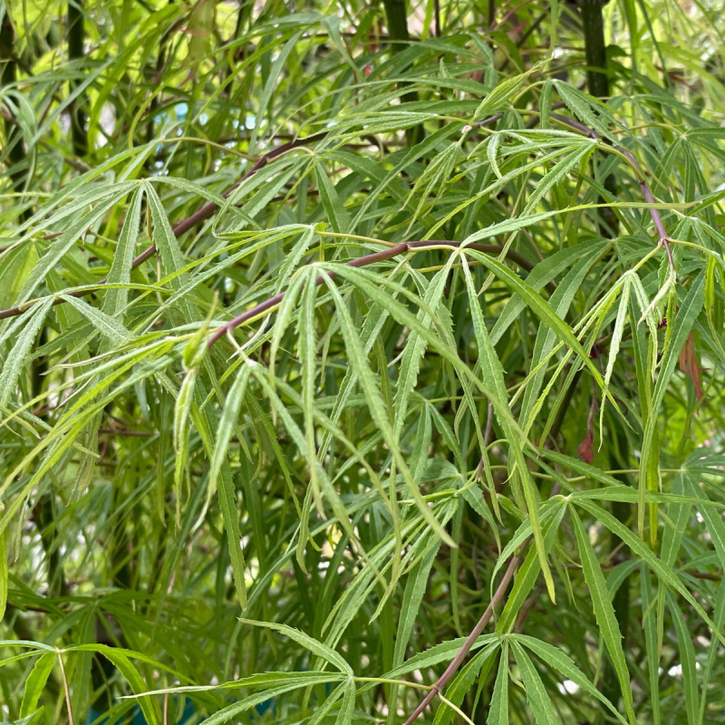 Javor dlaňovitolistý ´Kotono Itu´