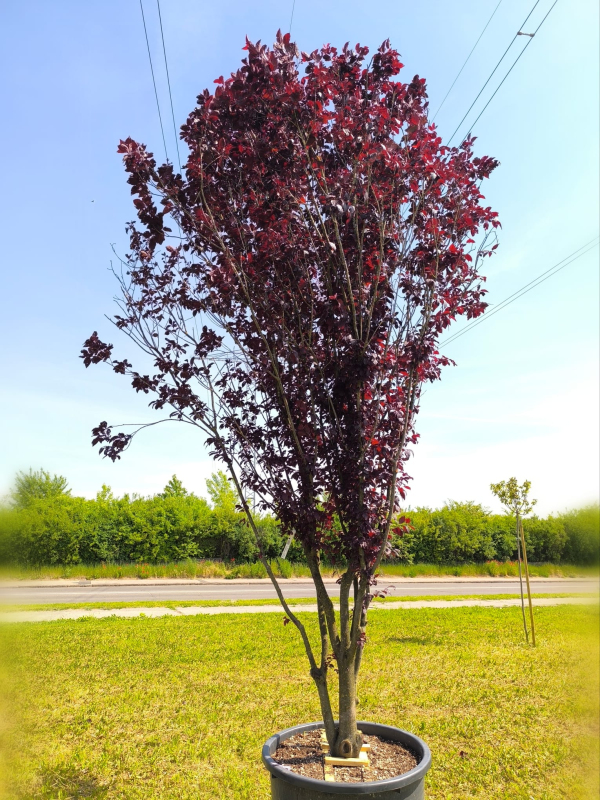 Slivka čerešňoplodá viackmenná