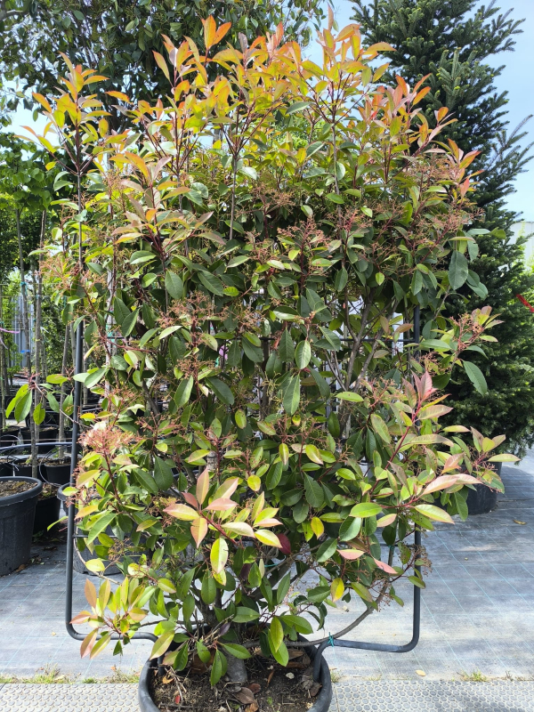 Červienka ´Red Robin´ stena 110x100cm