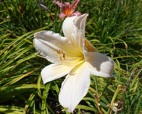 Ľaliovka ´Astolat´