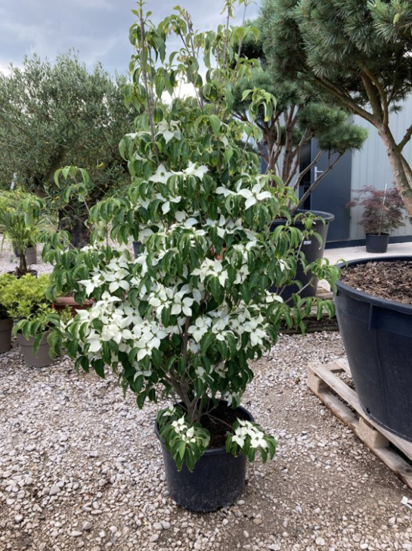 Drieň kousa ´Schmetterling´