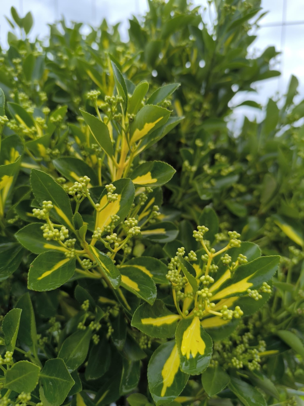 Bršlen japonský ´Livornese´