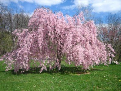 Višňa okrasná ´Pendula Rubra´ (Sakura)