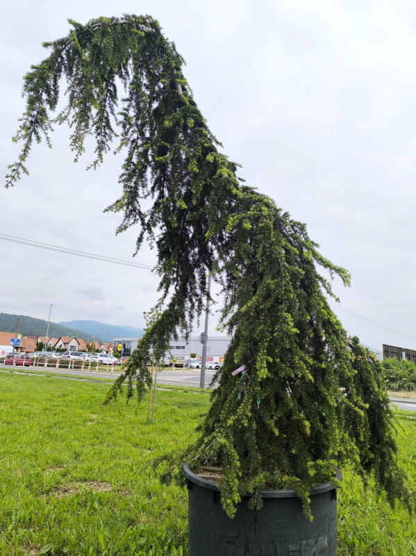 Céder himalájsky ´Pendula´ 400cm