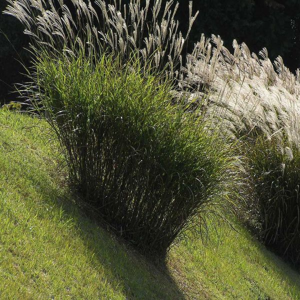 Ozdobnica čínska "Silberfeder"
