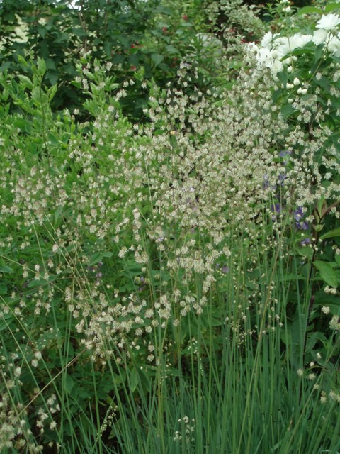 Kraslica prostredná 2l