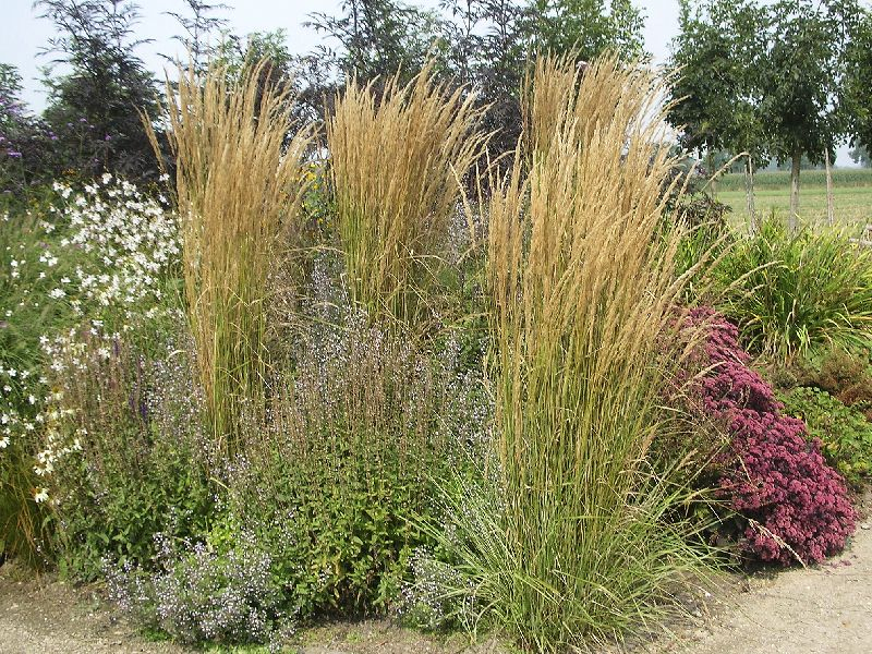 Smlz ostrokvetý ‘Overdam’ 2l