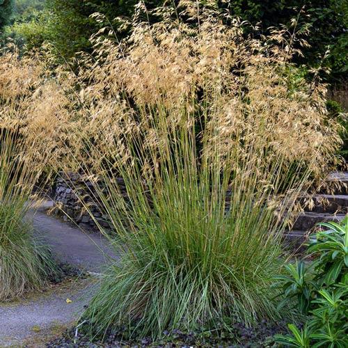 Metlica ’Goldschleier’ 2l