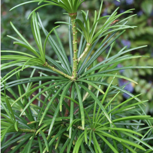 Dáždnikovec praslenovitý  60/80cm