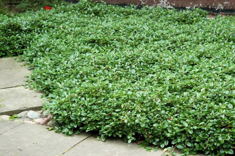 Skalník damerov ’Major’