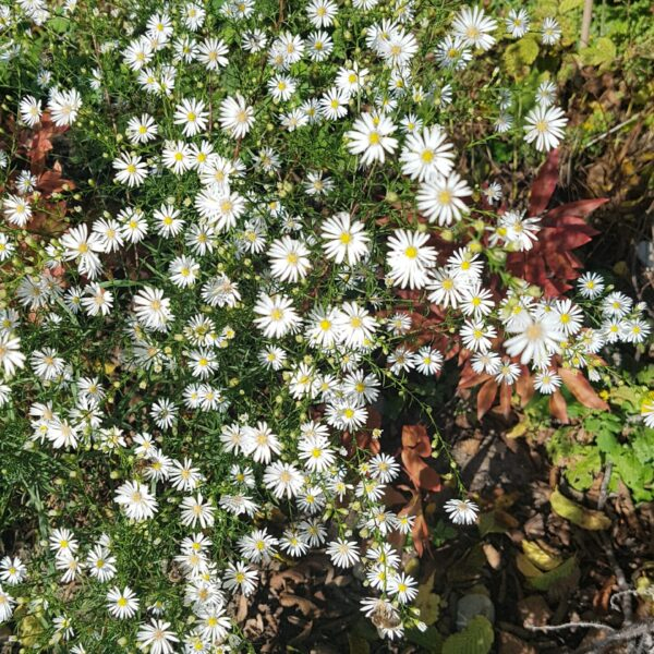 Astra ’Monte Cassino’