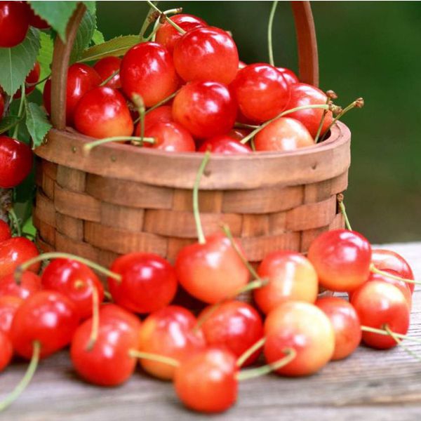 Čerešňa "Napoleonová" poloskorá