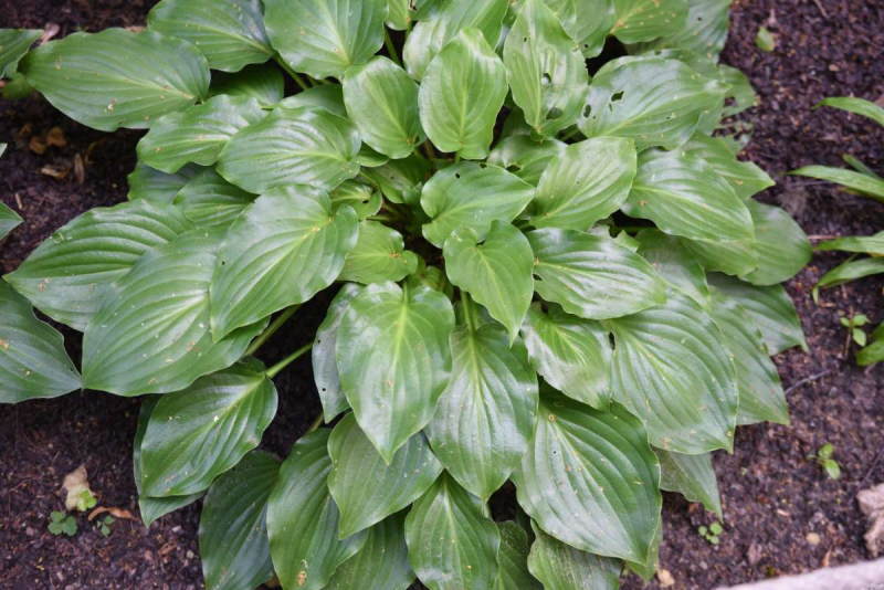 Hosta  ´Invincible´