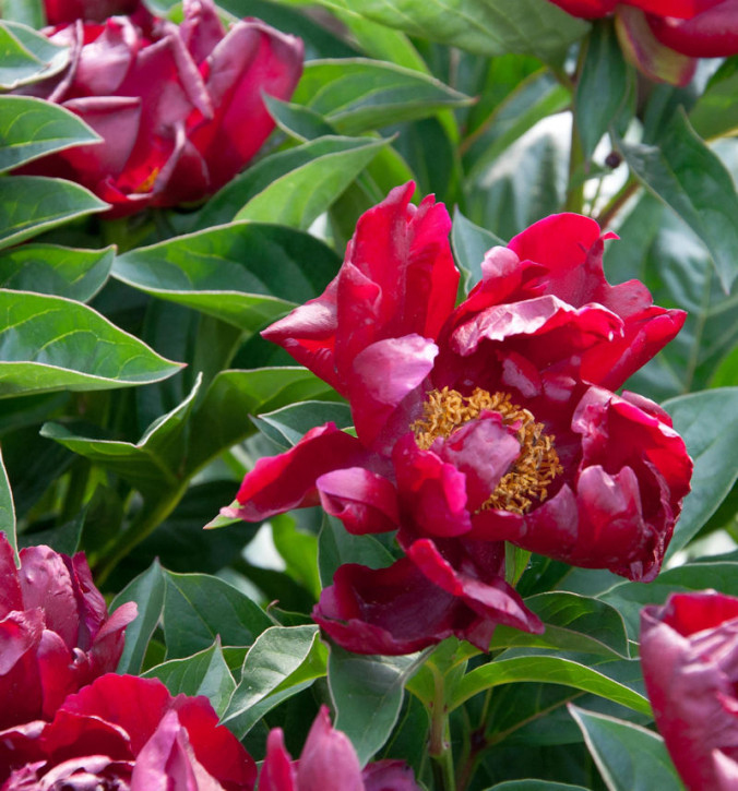 Pivonka čínska ´Blaze´