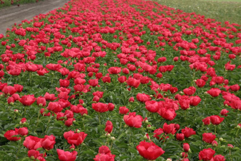 Pivonka čínska ´Blaze´