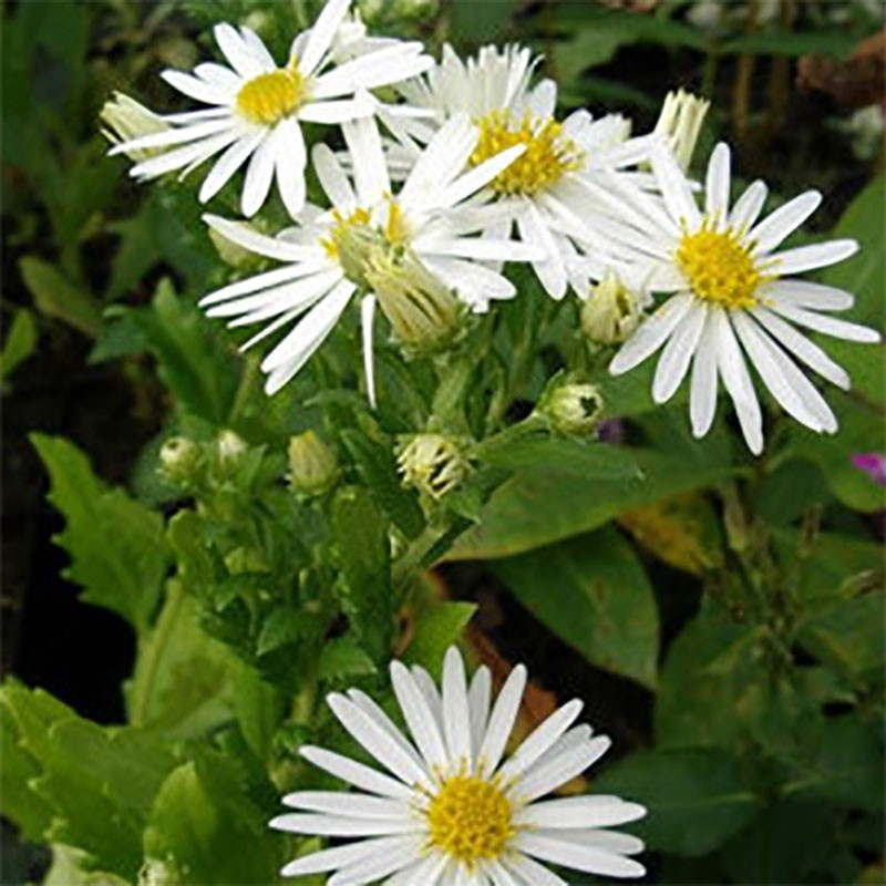 Astra ’Ashvi’ 1l