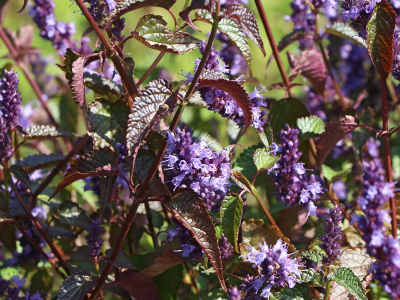 Agastache ´Little Adder´