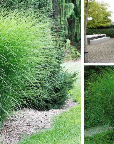 Ozdobnica čínska ´Gracillimus´ 11l