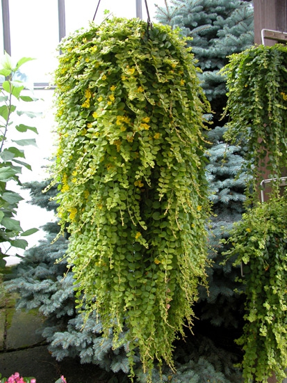 Čerkáč peniažtekový ´Aurea´