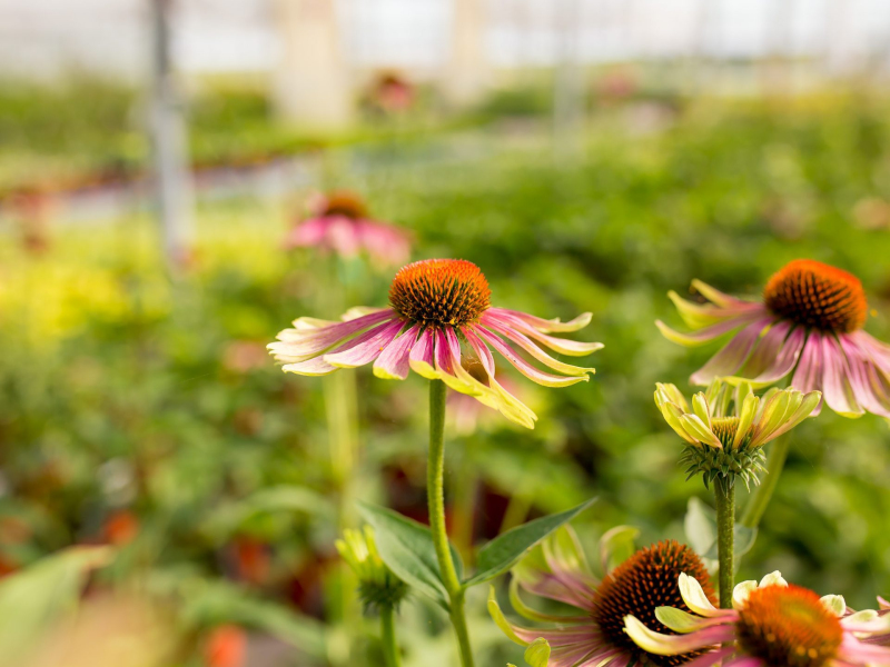 Echinacea ´Green Twister´