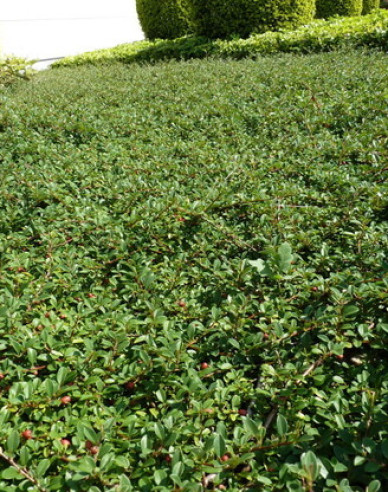 Skalník ’Eichholz’ 2l